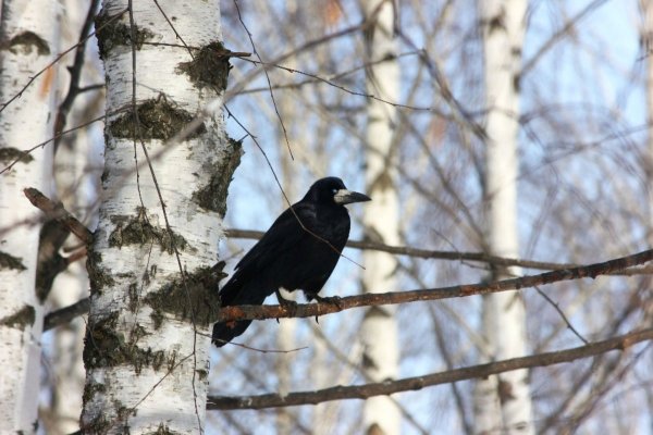 Первые вестники весны