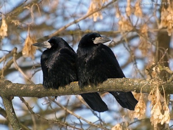 Скворцов Грачи прилетели