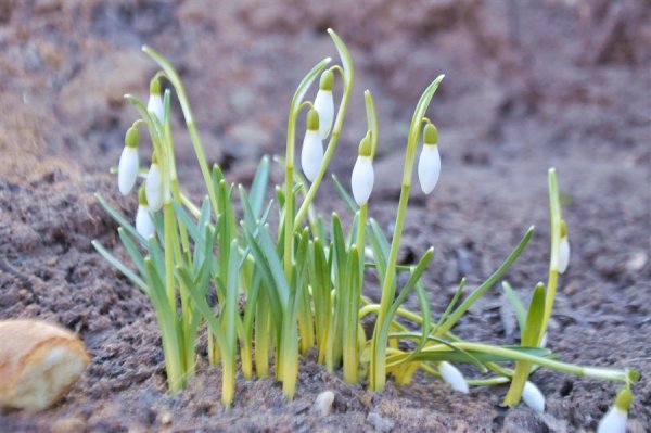 Куприн скворцы рисунок