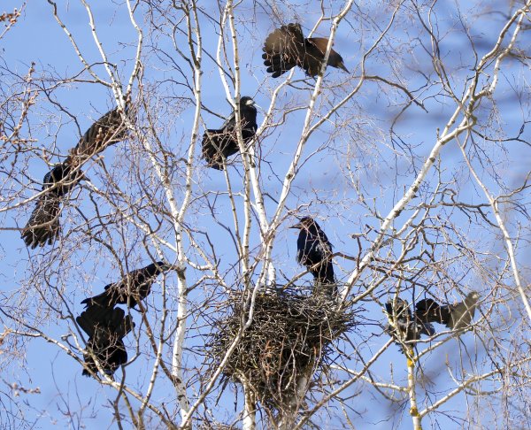 Весенний прилет Скворцов