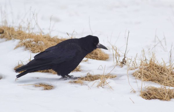 Грачи первые вестники весны