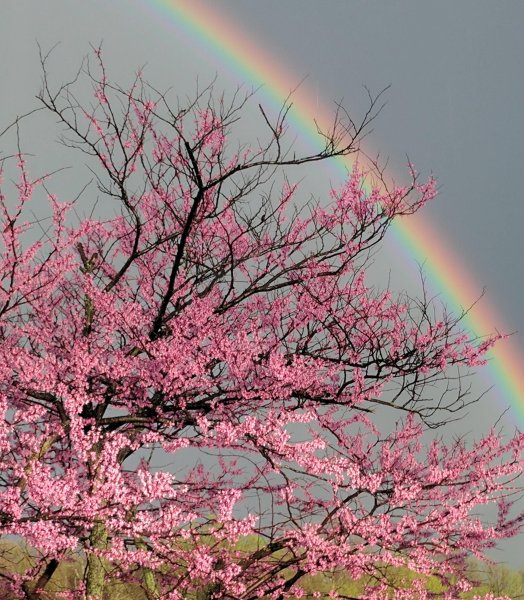 Разноцветная Сакура