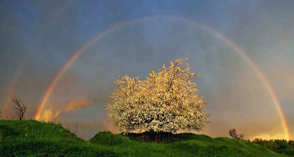 Радуга весной