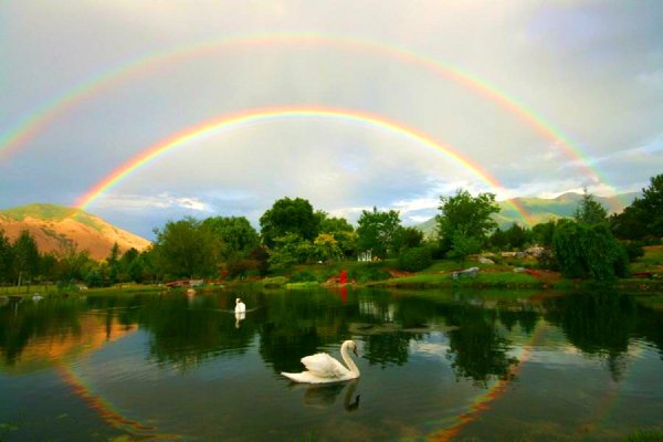 Цветы радуги