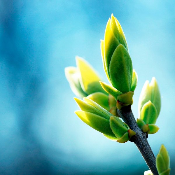 Давайте вместе землю украшать стих