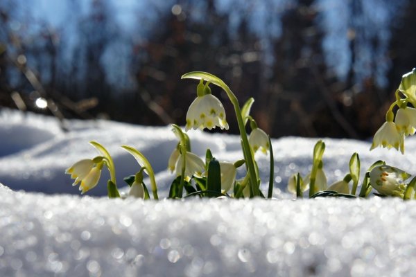 Весна приближается