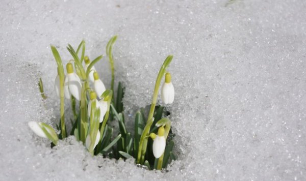 Ближе к весне