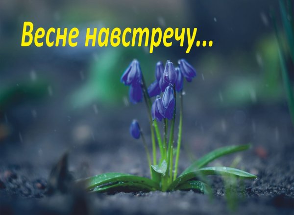 Навстречу весеннем Дню