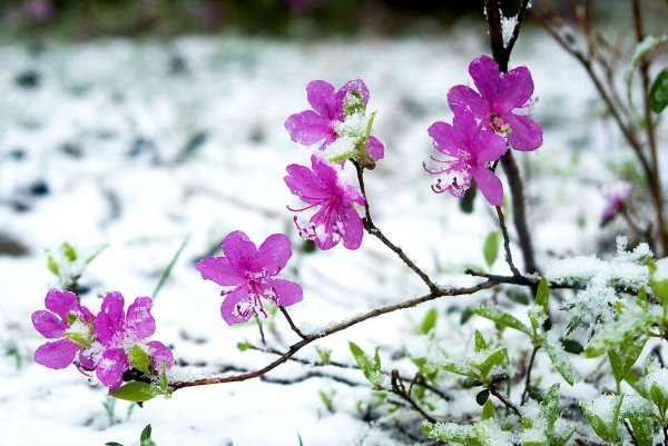Читинский багульник