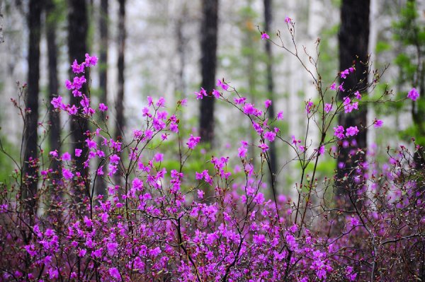 Рододендрон Даурский