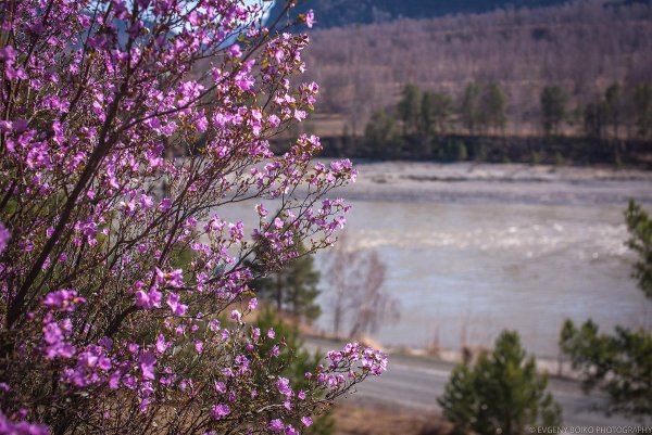 Маральник на Алтае