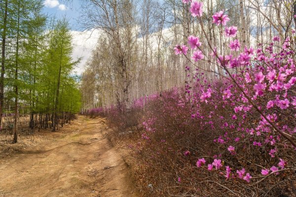 Рододендрон Даурский багульник Забайкалье