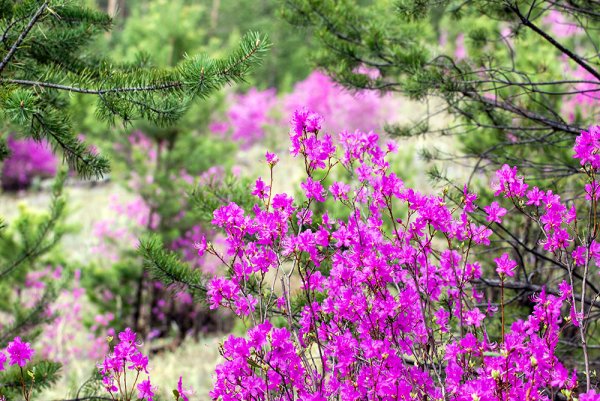 Багульник в Сибири