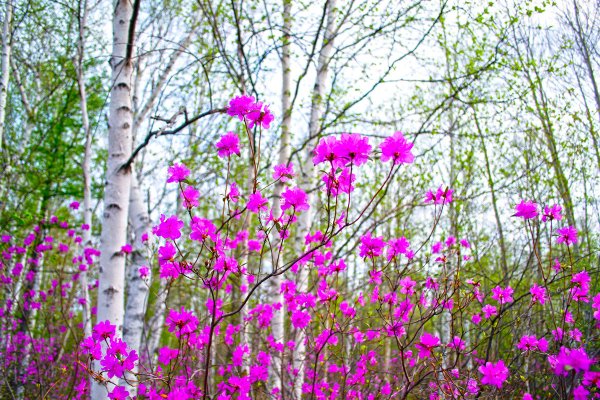 Багульник березовый