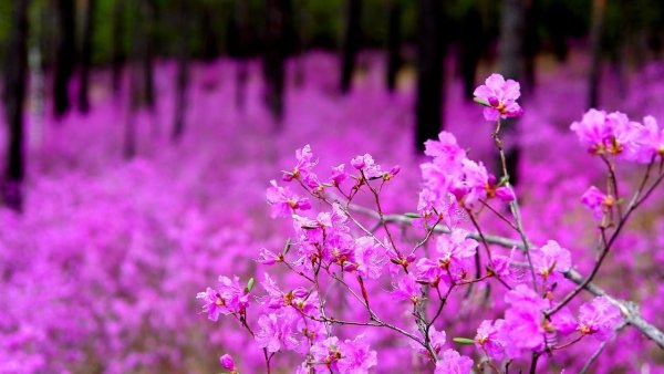 Забайкальский край багульник