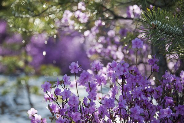 Забайкалье багульник фон