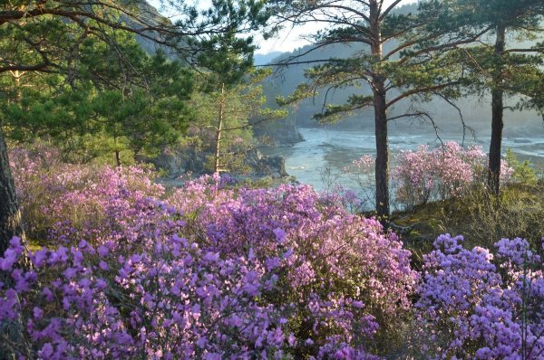 Маральник в Забайкалье
