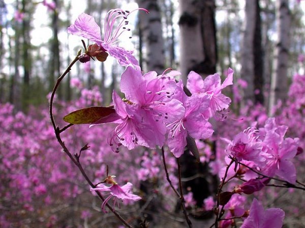 Рододендрон Даурский багульник