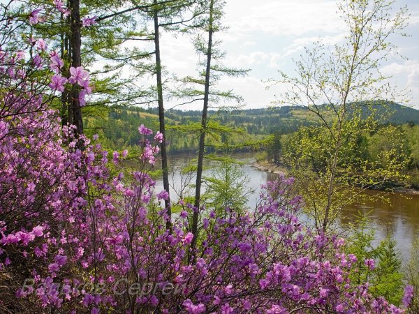Багульник Забайкальский в Забайкалье