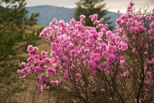 Маральник-это багульник (рододендрон)?