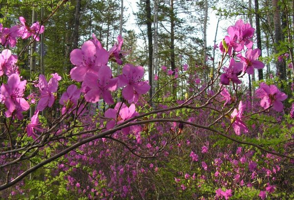 Рододендрон Даурский Забайкалье