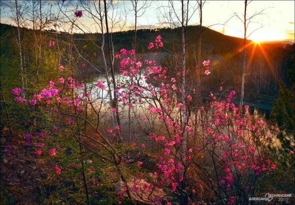 Природа Забайкальского края багульник