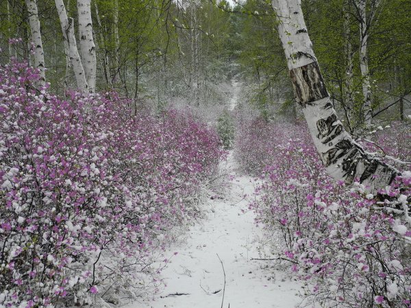 Рододендрон Даурский зимой