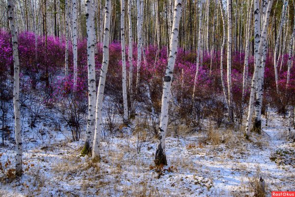Природа Забайкальского края багульник
