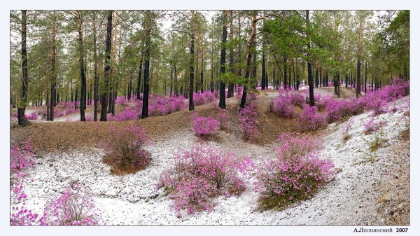 Багульник Благовещенск