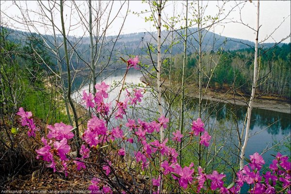 Читинский багульник