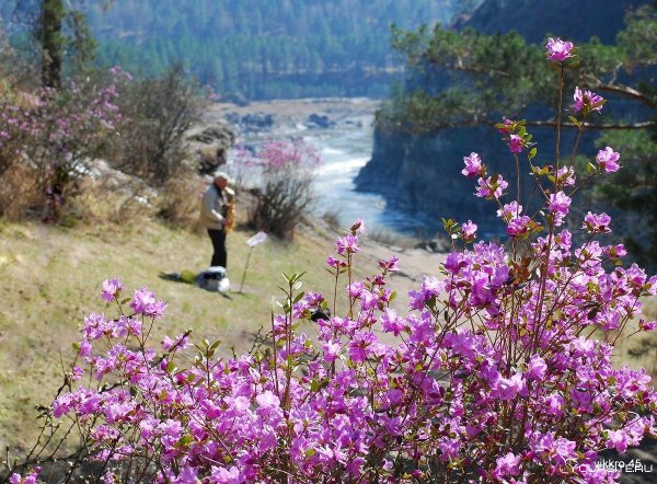 Маральник Алтай Белокуриха