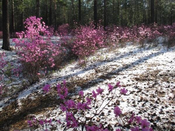 Рододендрон Даурский куст