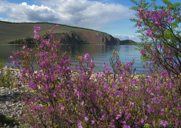 Даурский рододендрон – багульник Байкал