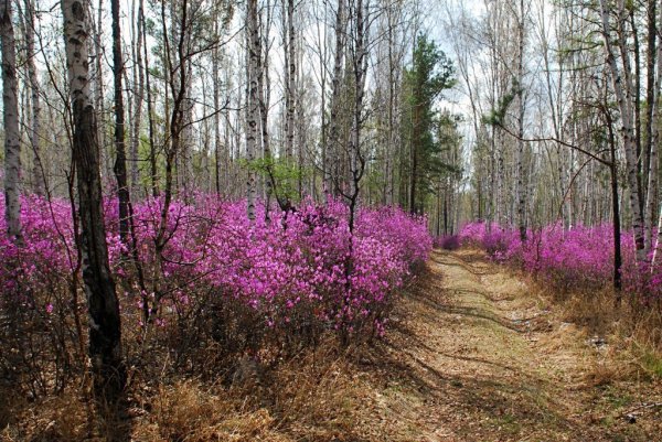 Рододендрон Даурский в лесу
