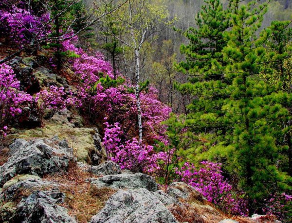 Маральник Сихотэ Алинь