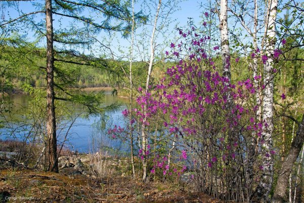 Багульник в Забайкалье
