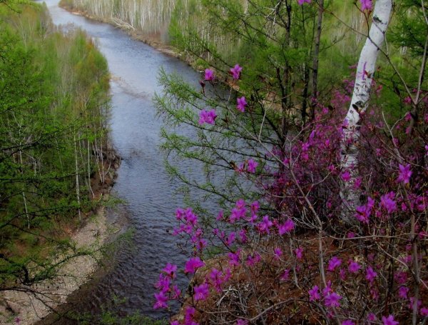 Амурская область сопки багульник