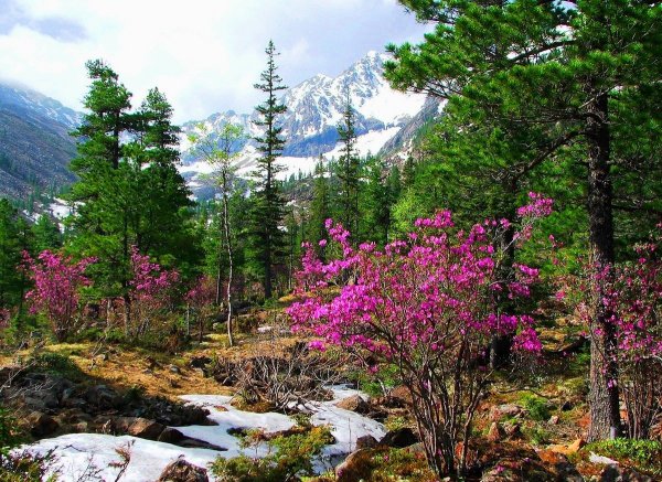Рододендрон Даурский в тайге