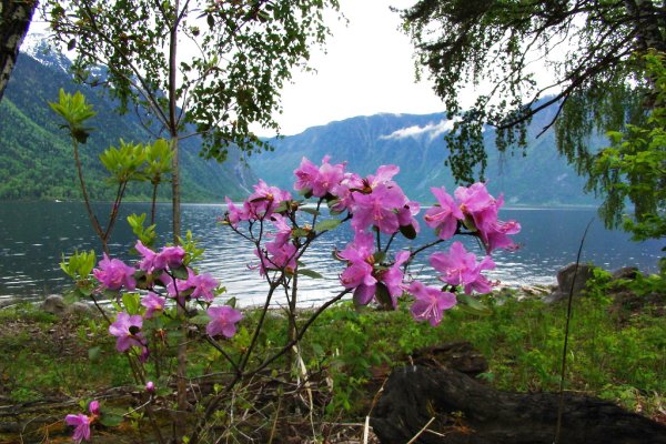 Маральник Алтай Телецкое озеро