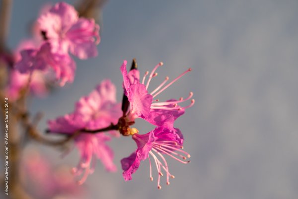 Багульник арт