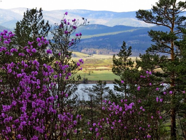 Рододендрон багульник Байкал