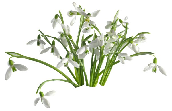 Подснежники на белом фоне