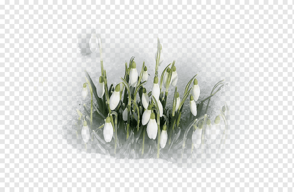Подснежники на прозрачном фоне