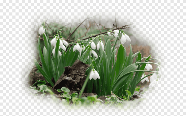 Подснежники для вставки