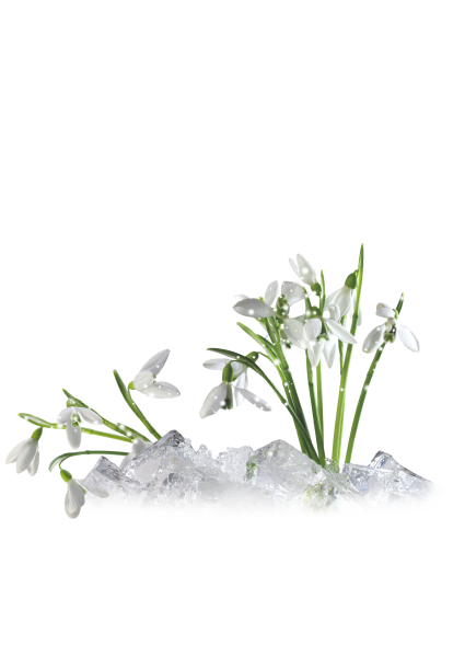 Подснежники фон