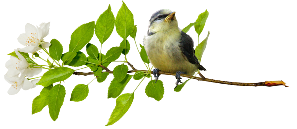 Ветка дерева