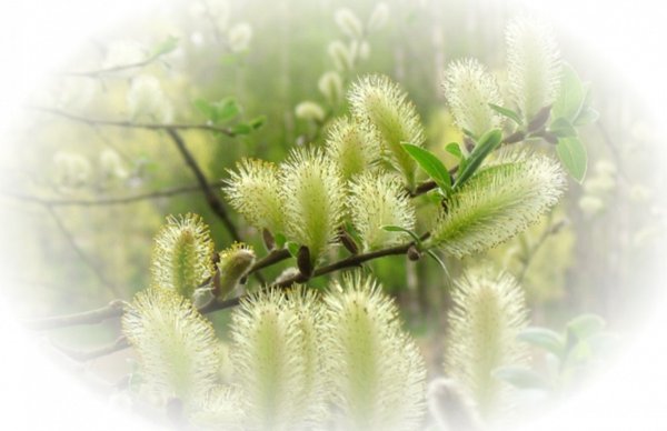 Красивые веточки ивы