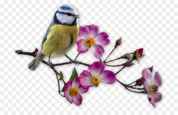 Весенние птицы на прозрачном фоне