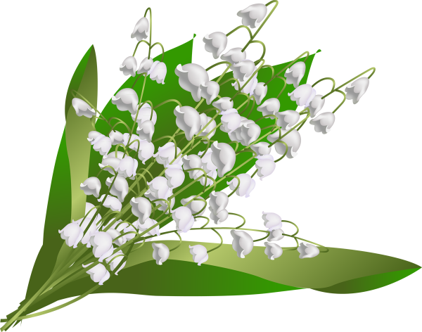 Ландыш на белом фоне