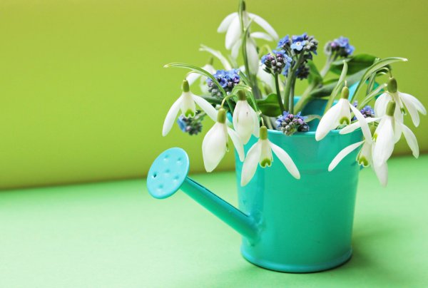 Весенняя композиция в лейке